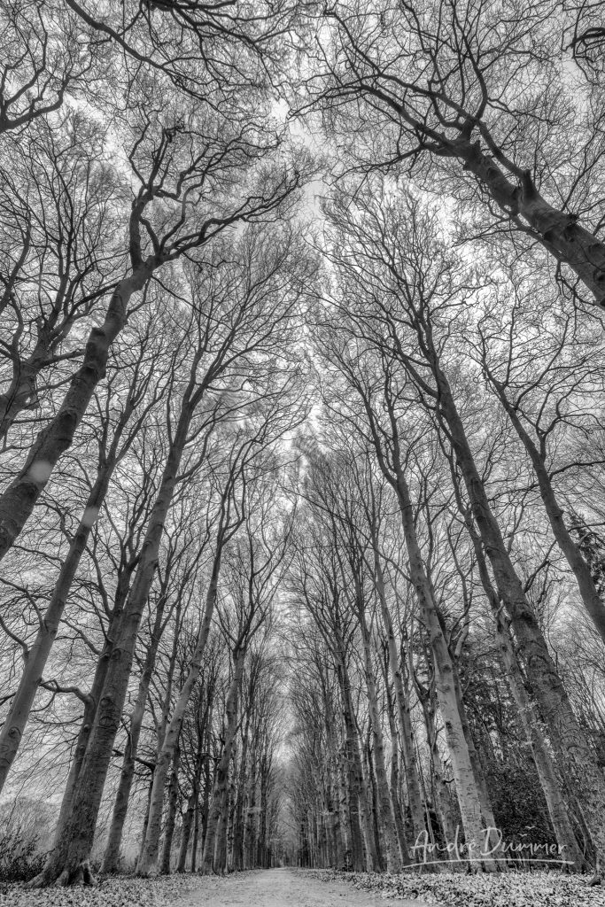 Black and white photography